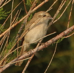 Lanius isabellinus