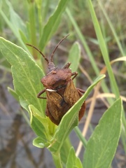 Ouranion crenulatus
