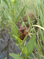 Ouranion crenulatus