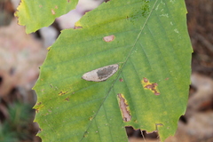 Phyllonorycter maestingella
