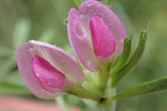 Vicia sativa