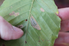 Phyllonorycter maestingella
