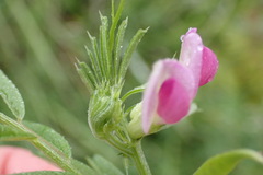 Vicia sativa