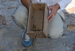 Timon lepidus lepidus