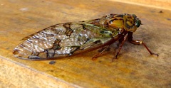 Cicadinae