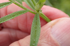 Vicia sativa
