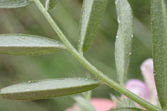 Vicia sativa