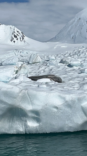 Leopard seal