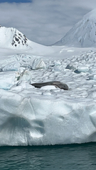 Hydrurga leptonyx