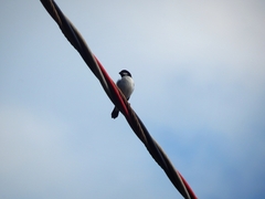 Sporophila lineola