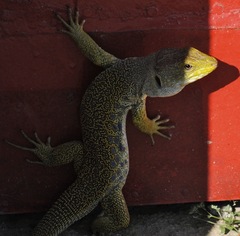 Timon lepidus lepidus