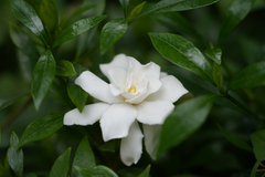 Gardenia stenophylla