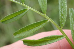 Vicia sativa