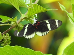 Heliconius sara theudela