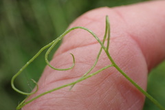 Vicia sativa