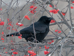 Corvus corone