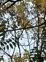 Monticola solitarius