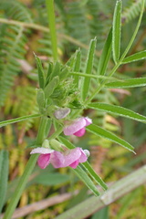 Vicia sativa