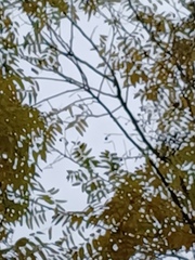 Monticola solitarius