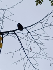 Monticola solitarius