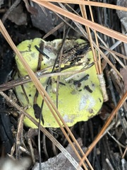 Hypomyces luteovirens