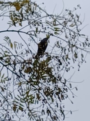 Monticola solitarius