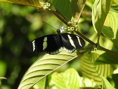 Heliconius sara theudela