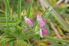 Vicia sativa