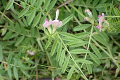 Vicia sativa