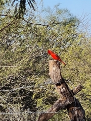 Cardinalis cardinalis