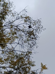 Monticola solitarius