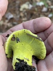 Hypomyces luteovirens