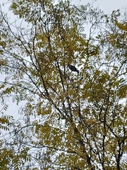 Monticola solitarius