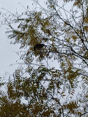 Monticola solitarius