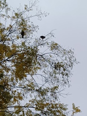 Monticola solitarius