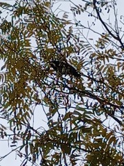 Monticola solitarius