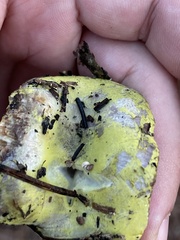 Hypomyces luteovirens