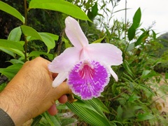 Sobralia