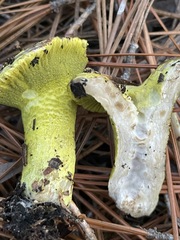 Hypomyces luteovirens