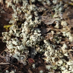 Cladonia foliacea