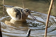 Rostratula benghalensis