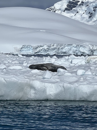 Leopard seal