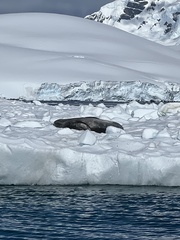 Hydrurga leptonyx