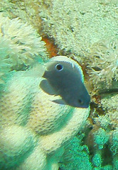 Pomacentrus trichrourus