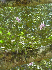 Laelia anceps