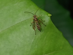 Echthromorpha agrestoria