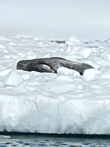 Leopard seal