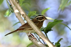 Emberiza tristrami