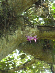 Laelia anceps