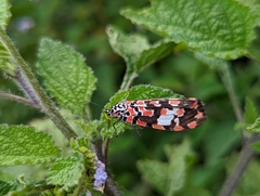 Utetheisa elata
